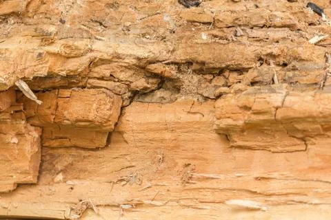 Old tree texture Stock Photos