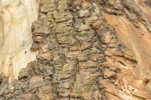 Old tree texture Stock Photos