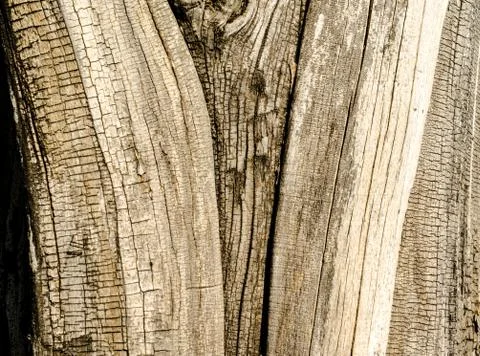 Old tree texture Stockfoto's