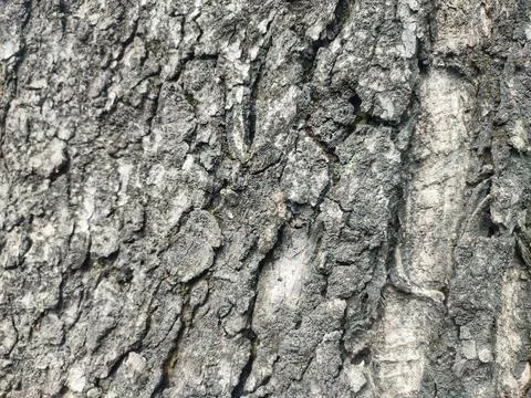 Old tree, texture, tree pattern Stock Photos