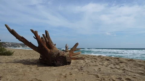 Old tree thrown to the beach by the sea Stock Footage 115973887
