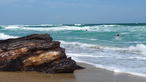 Old tree thrown to the beach by the sea Stock Footage 116369677
