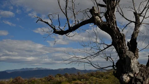 Old tree time lapse Видео 125628143