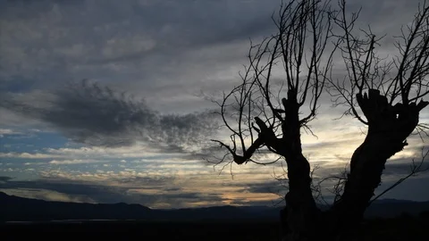 Old tree time lapse Stock Footage 125652877