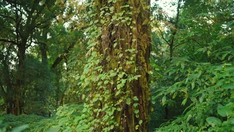 An old tree in a tropical forest covered with vines and green leaves Vídeo Stock 230571622