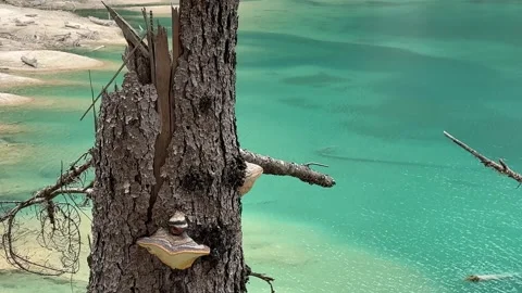 Old Tree Trunk Against Turquoise Waters of Jiuzhaigou Valley, Sichuan, China Vidéo 337328782