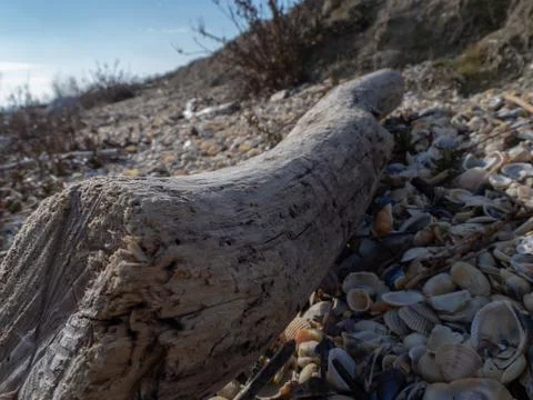 Old tree trunk among the seashells Stock Photos