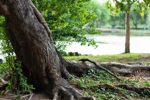 Old tree trunk and roots Foto stock