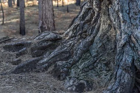 Old Tree Trunk and Roots Detail Stock Photos