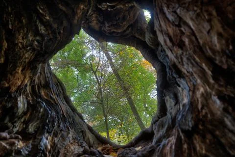 Old tree trunk in autumn Stock Photos