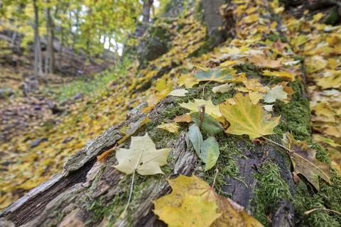 Old tree trunk in autumn 스톡 사진