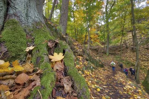 Old tree trunk in autumn 스톡 사진