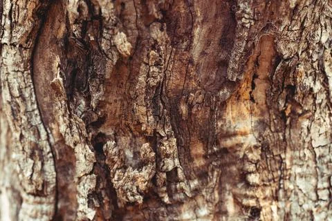 Old tree trunk background Stock Photos