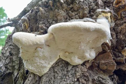 An old tree trunk bark, infected by fungal plant pathogen. White tree fungus Stock Photos