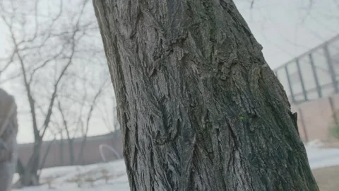 Old Tree Trunk   Bark Texture I Close-Up Stock Footage 151382936