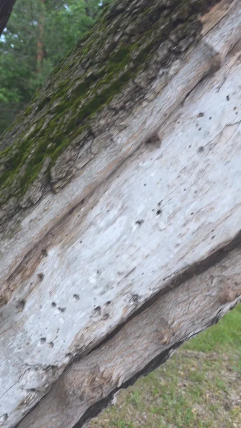 Old tree trunk bark texture vertical Stock Footage 336534470