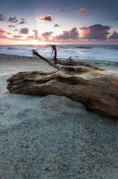 Old tree trunk on a beach Foto stock