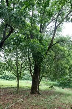 Old Tree Trunk Beneath Green Park Canopy 스톡 사진