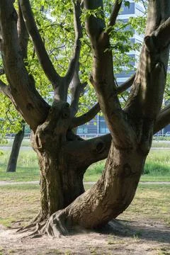 Old tree trunk with big branches in urban park near modern office building Stock Photos