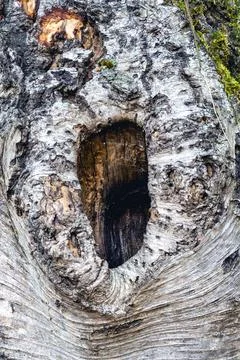 Old tree trunk with a big hole Stock Photos