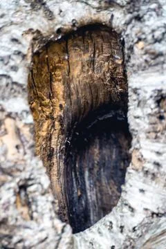 Old tree trunk with a big hole Stock Photos
