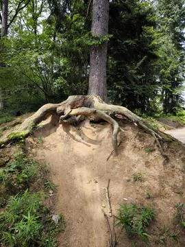 Old tree trunk with big roots Stock-Fotos