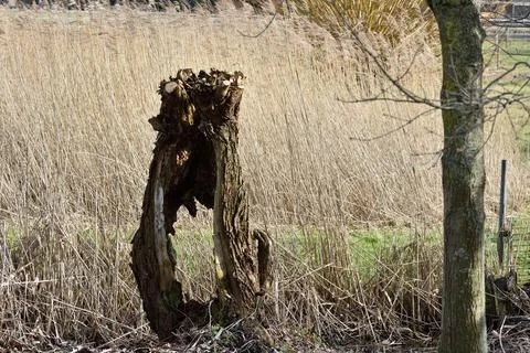 An old tree trunk close to Oss in the Netherlands with a section hollowed out Stock Photos