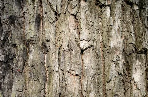 Old tree trunk close up Stock Photos