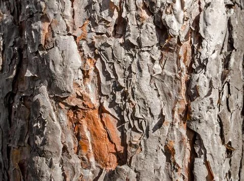 Old tree trunk close up Stock Photos