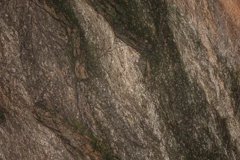Old tree trunk close-up, poplar Stock Photos