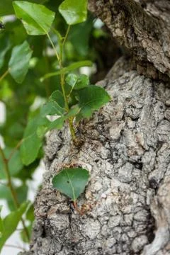 Old tree trunk close up shoot whit small plant growing Stock Photos