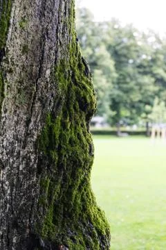 Old tree trunk close up shoot with moss Stock Photos