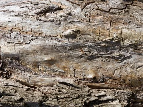 Old Tree trunk close-up texture. Stock Photos