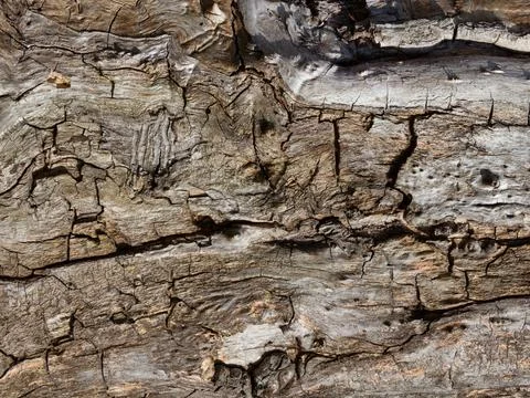 Old Tree trunk close-up texture. Stock Photos