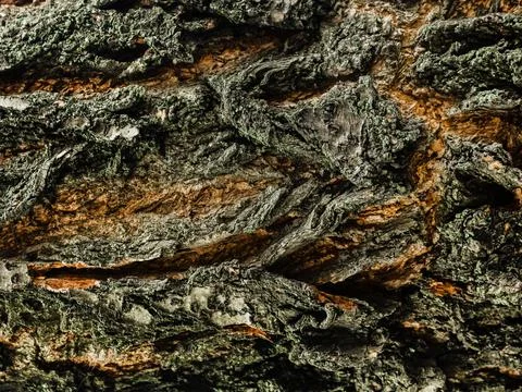 Old Tree trunk closeu-up texture. Stock Photos