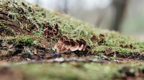 Old tree trunk coverd with moss in the forest Foto stock