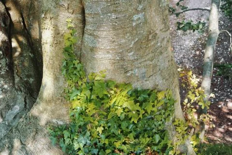 An old tree trunk covered with bright young green ivy leaves in sunlight. Stock Photos