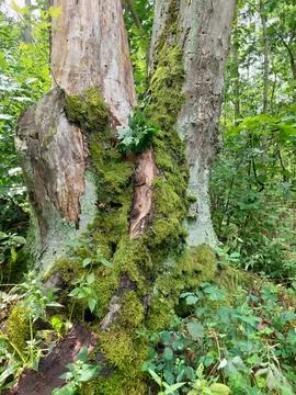 Old tree trunk covered with green moss in summer forest Fotos de archivo
