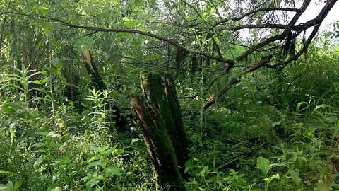 Old tree trunk covered with moss Video stock 100159660