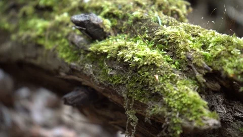Old tree trunk covered with moss (reduced 6K image) Stock Footage 128541984