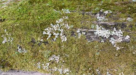 Old tree trunk covered with moss and lichen. Stock-Fotos