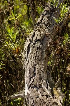 Old tree trunk with cracked bark surrounded by green foliage in natural forest Stock Photos
