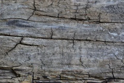 Old tree trunk with cracks 写真素材