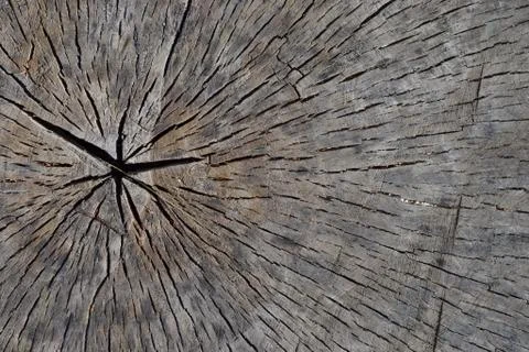 Old tree trunk with cracks 写真素材