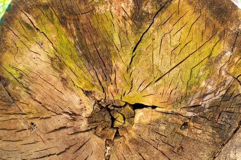 Old tree trunk with cracks Stock Photos