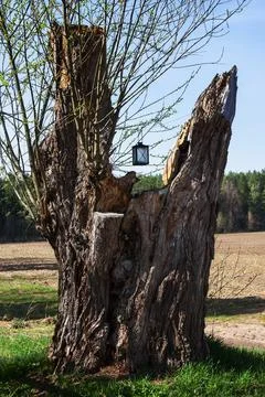 Old tree trunk, crying willow, lamp for stray Stock Photos