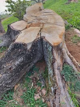Old tree trunk cut Stock Photos