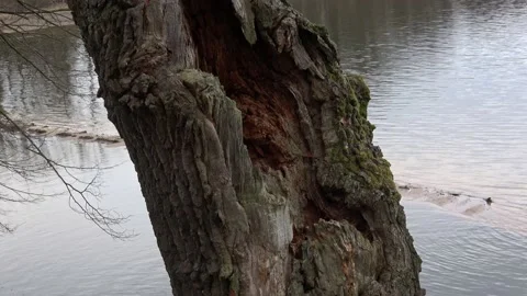 Old tree trunk. Dead tree. Close up view of old tree bark, ecology concept. Stock Footage 181048548