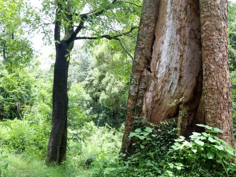 Old  tree trunk with decayed and termite attacked part Stock Photos