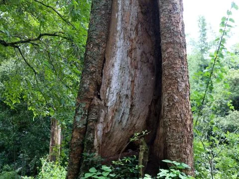 Old  tree trunk with decayed and termite attacked part Stock Photos